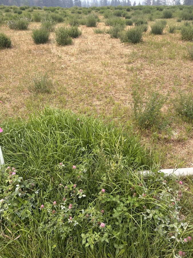 Ground photo